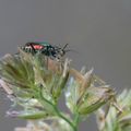 Un peu de macrophotographie