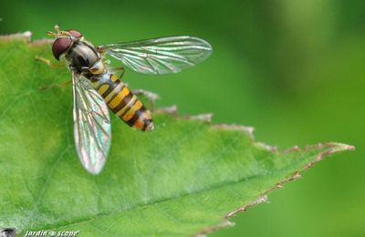 Développez durablement la biodiversité dans votre jardin