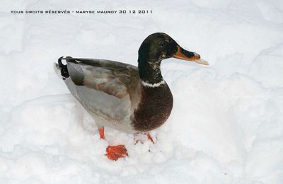 Au bord du lac un jour de neige