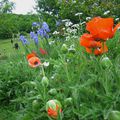 Les fleurs à La Rousselie...