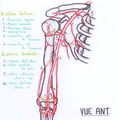 Réseau artériel du membre supérieur