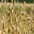 ReCeTTe De PoMMaDe NaTuReLLe CoNtre l' èXceMa