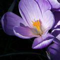 Eclosion des fleurs de printemps - Jardin des Plantes Orléans (Loiret)