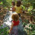 Blueberries / blackberries picking!