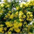 Floribond mimosa (fleurit bon mimosa)