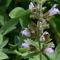 La Sauge officinale, salvatrice comme son nom l'indique !