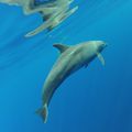 Les dauphins (tursiops) sédentaires de l'île 