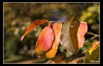 Couleurs d'automne