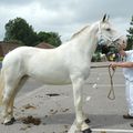 Concours élevage local - Thérouanne 2016