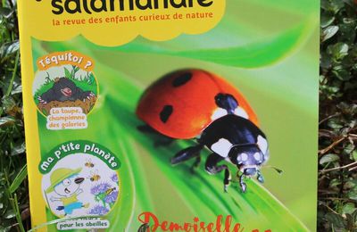 La petite salamandre sur la coccinelle - La revue des petits curieux de la nature