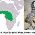 Crocodile d'Afrique = Crocodylus cataphractus