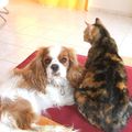 Ode aux animaux: Eva, son chien et son chat...