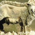 2. Le poil de laine