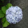 C'est le pays des hortensias bleus