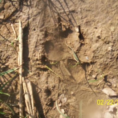 une trace de belette ou de chien