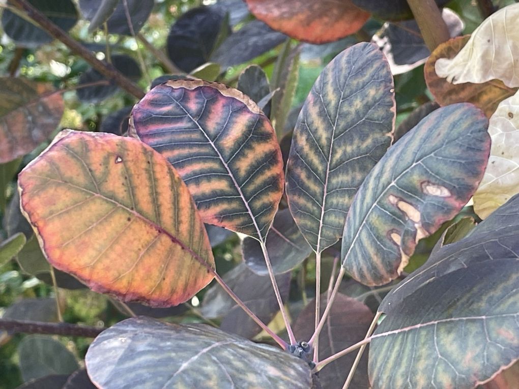 Mardi 23 sept 2025 Mon  diaporama :Flânerie au parc à Cébazat  c'était le 19 sept 2025 grand  soleil 