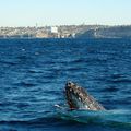 Baleines à bosse