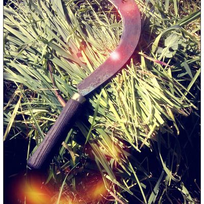 Débroussaillage...comme autrefois!