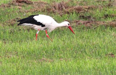 La cigogne blanche en baie de Somme