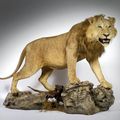Lion d'Afrique à crinière, naturalisé entier, gueule ouverte, monté sur un socle