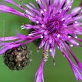 Tephrite des cirses * Fruit-fly