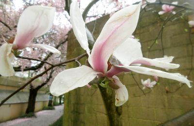 Voir la vie en rose et autres joyeusetés rennaises de fin mars 2025 (3)