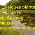 16. Quelques plantes de la Vallée