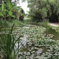 Parc Floral de la Court d'Aron - Saint Cyr-en-Talmondais    "La fête du lotus"