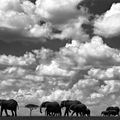 Réserve Masai Mara au Kenya