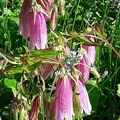 Campanula takesimana Elisabeth