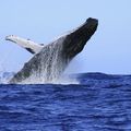 Canada : les baleines à bosse sacrifiées pour des oléoducs ?