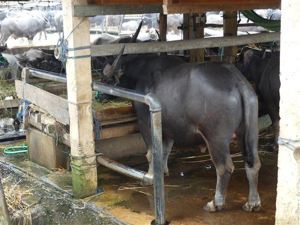 Voyage en Sulawesi - visite des marchés alimentaires et à bestiaux de Rantepao