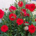 Fleurs de mon Jardin