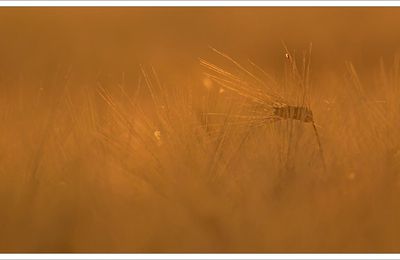 Grains du soir ....