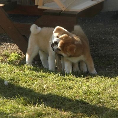 Les bébés à 7 semaines