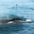 Baleines, Baie de Fundy