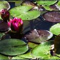 Nymphaea Rouge