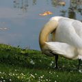 La toilette du cygne