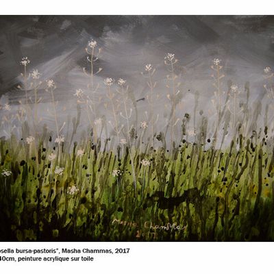 Tableau "Capsella bursa pastoris"