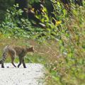 Chat sauvage (Felis sylvestris)