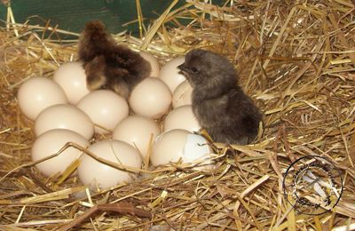 Mère poule et créations...