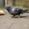 pigeon