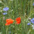 BLEU, BLANC, ROUGE