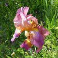 Les Iris de mon jardin