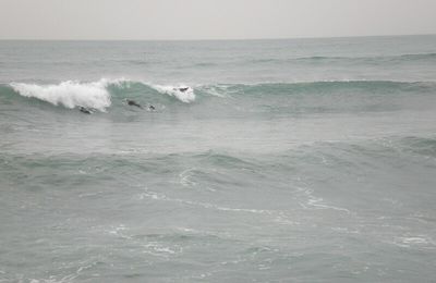 Surf in Mediterranee