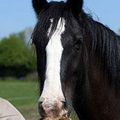 Un cheval moustachu refuse d'être rasé