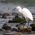 Aigrette dans la Ballaury