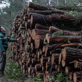 Gestion de la forêt