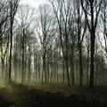 Soleil couchant dans la forêt de chênes