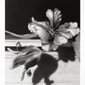 Horst P. Horst (German/American, 1906-1999), Tulips, Oyster Bay, Long Island, 1989